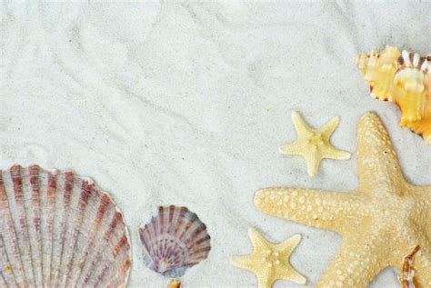 Premium Photo | Starfish and shells on the beach