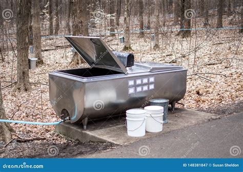 A Commercial Maple Syrup Operation Uses Plastic Tubing To Collect The