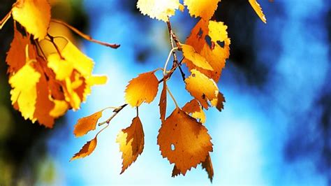 Wallpaper Sunlight Nature Reflection Sky Branch Yellow Blue