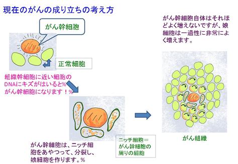 金沢大学がん進展制御研究所 分子病態研究分野 後藤研 がん幹細胞の話