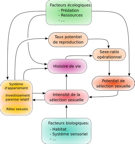 S Lection Intersexuelle Quel Sexe Choisit L Autre