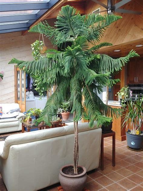 Best Large Indoor Plants You Must Grow Large Indoor Plants Tall