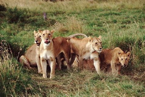 Tripadvisor Ganztagestour Zum Amboseli Nationalpark Zur Verf Gung