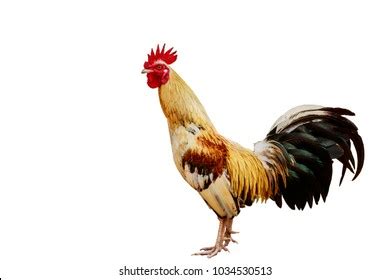 Naked Neck Rooster Isolated Stock Photo Edit Now 93336790