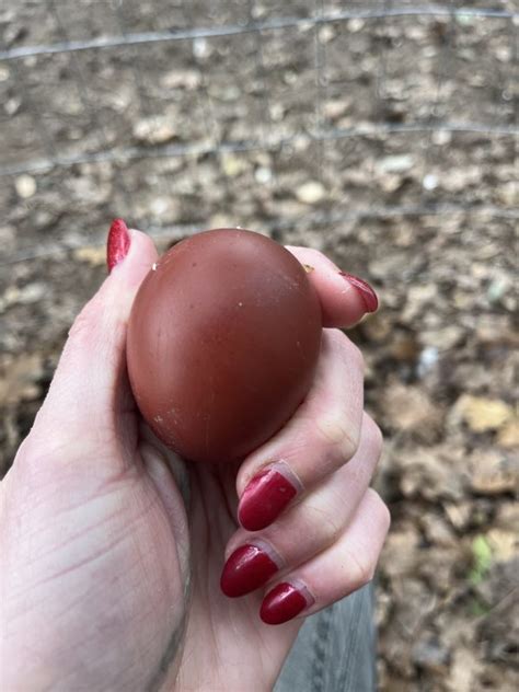 Black Copper Marans Day Old Chicks Safe Landing Farm