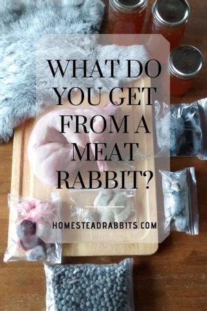 The Best Rabbit Tractor For Homesteaders Homestead Rabbits