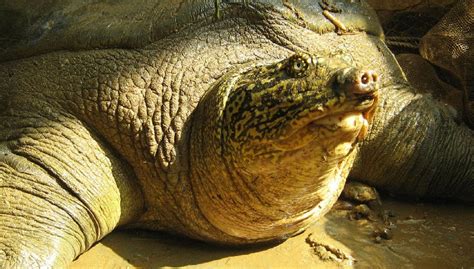 Morre Ltima F Mea Da Maior Tartaruga De Gua Doce Do Planeta