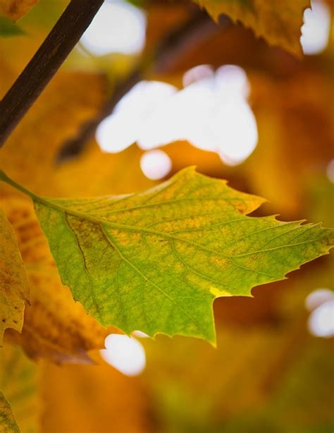 Sycamore Daun Latar Belakang Foto Gratis Di Pixabay Pixabay