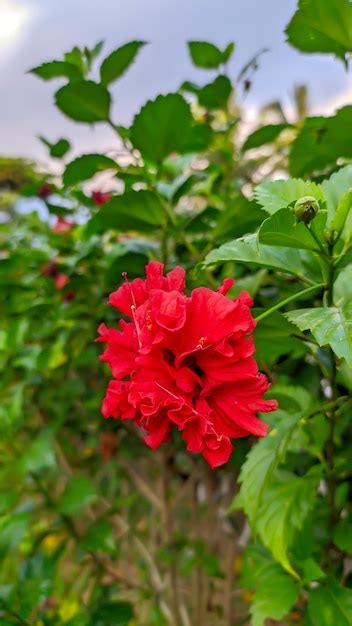 Planta De Flor De Hibisco Rosa Sinensis Foto Premium