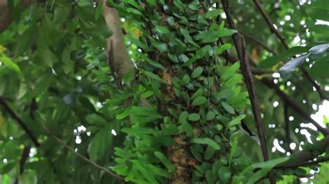 Dragon Scale Fern Pyrrosia Piloselloide Stock Video Pond