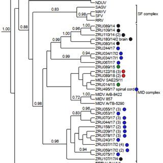 Rooted Phylogenetic Tree Produced From Bayesian Analysis Using Beast