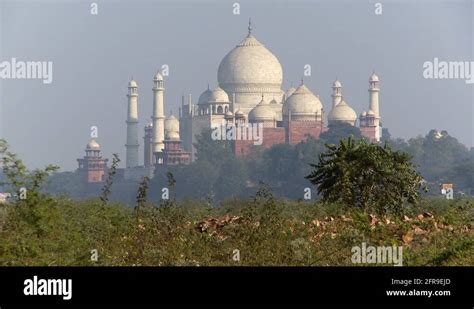 Mughal Trees Stock Videos And Footage Hd And 4k Video Clips Alamy