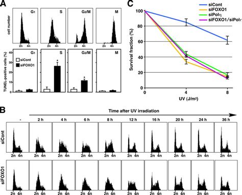 Knockdown Of FOXO1 Blocks The Progression Of S Phase And Cell