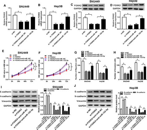 Mir 122 5p Negatively Regulated The Functions Of Foxk2 On The