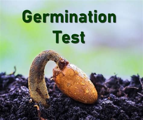 Germination Test How To Test Seeds For Viability