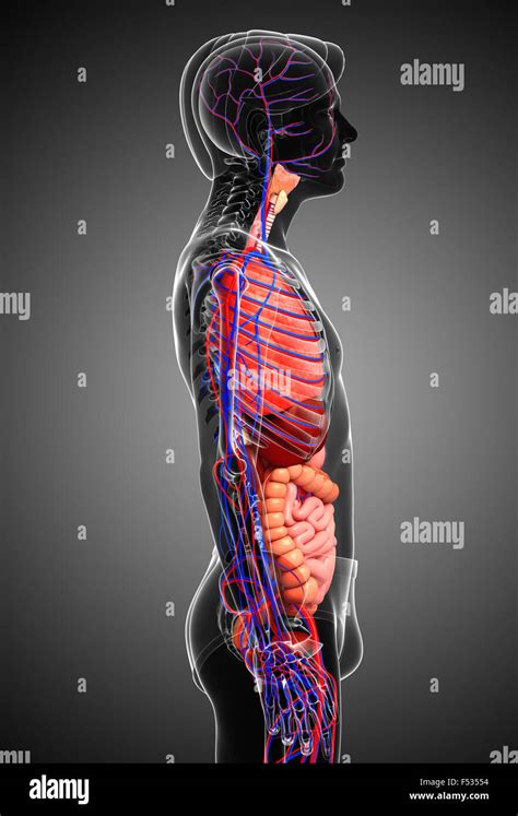 Digestive And Circulatory System Of Male Body Artwork Stock Photo Alamy