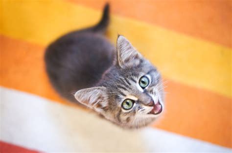 Comment bien comprendre votre chat Chat Vie et Santé