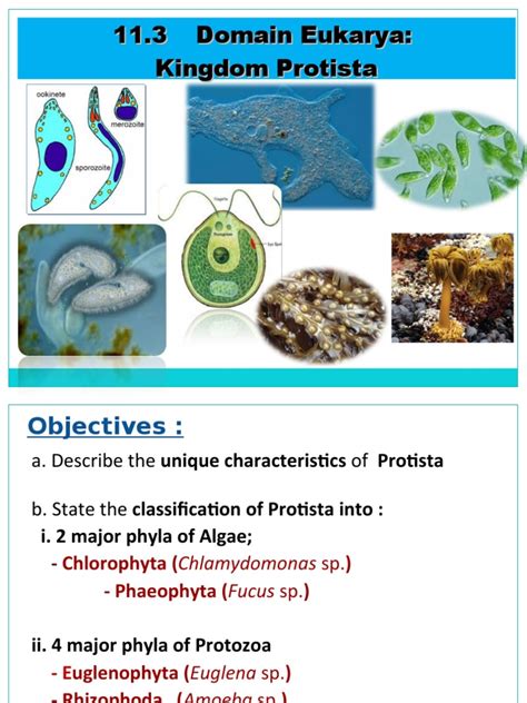 Kingdom Protista Characteristics