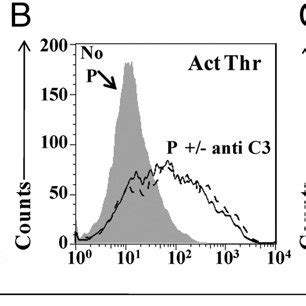 Properdin Released By Activated Neutrophils Binds To Activated