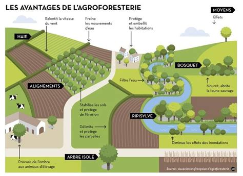 Les Avantages De L Agroforesterie Agro Cologie Jardin Comestible