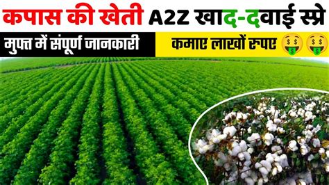 Kapas Ki Kheti Cotton Farming A To Z Kapas