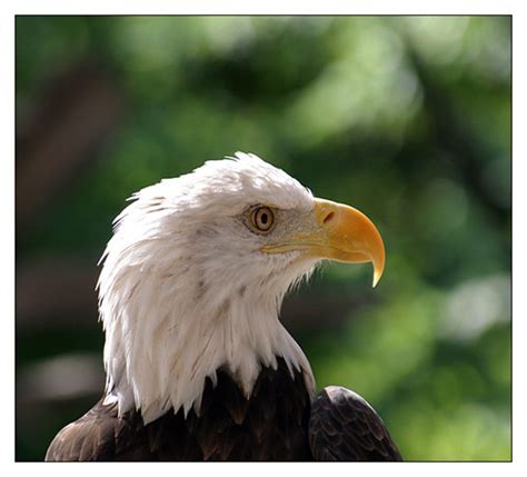 Bald Eagle Side Profile Chris Oakley Photography Flickr