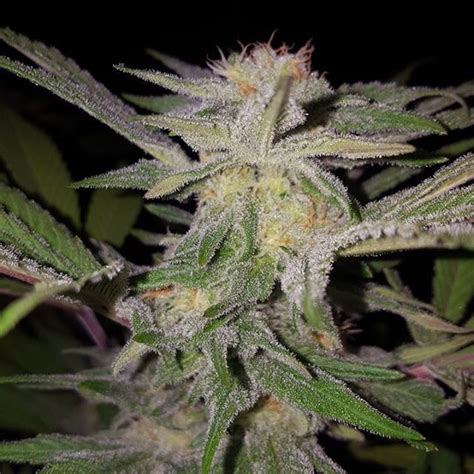 Snowcap 2 – The High Point