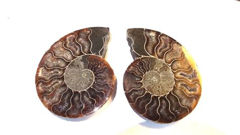 Ammonite Mollusque C Phalopode Fossile Grammes Chf Kaufen