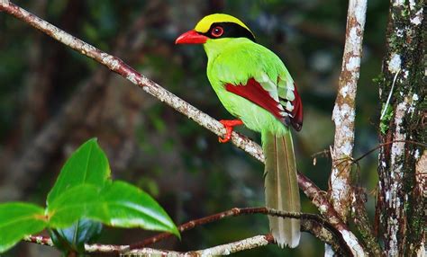 The Most Beautiful Vivid Green Magpie