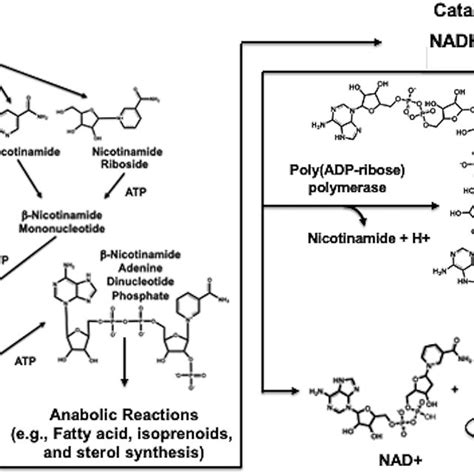 Niacin Metabolism Niacin Is Derived From Dietary Sources And The