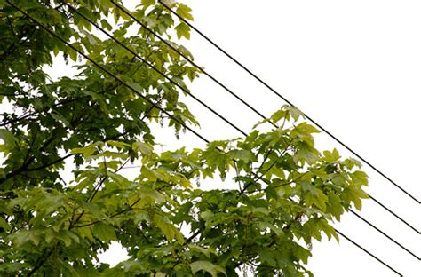 Who Is Responsible For Tree Limbs On Power Lines