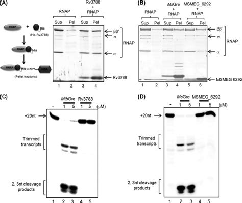 Interaction Of RNAP With Rv3788 And MSMEG 6292 A Pulldown Assays