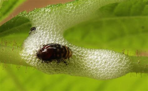 Spit Bug Most Powerful Jumping Insect