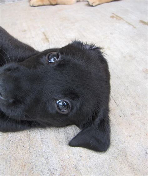 Seeing Eye Puppy In Training Mastering His Cute Face Dog Obedience