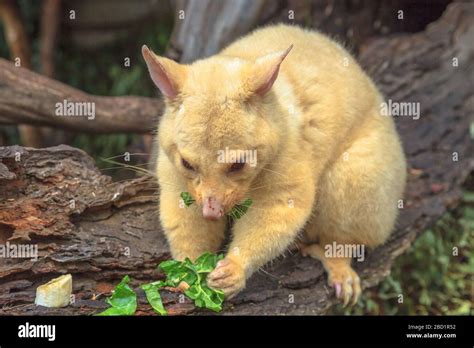 Golden Brushtail Possum Eating The Light Color Is A Genetic Mutation