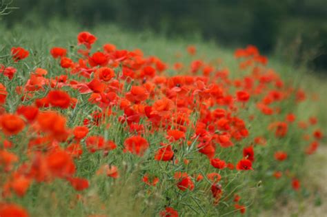 무료 이미지 자연 목초지 꽃잎 국가 여름 봄 빨간 야생화 미리 개화 Coquelicot 붉은 꽃 꽃