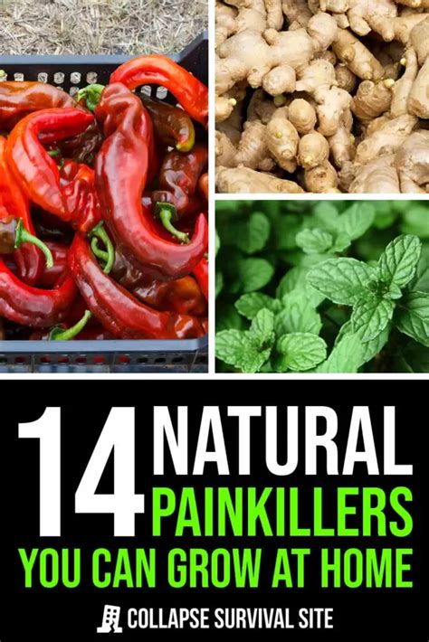 Want To Grow Natural Painkillers At Home Check Out These Plants With Herbal Remedies That Can