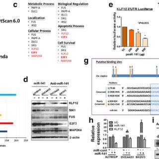 KLF12 Is A Direct Target Of MiR 141 A The Downstream Targets Of