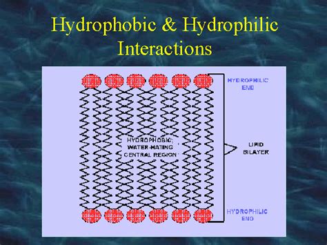 Hydrophobic And Hydrophilic Interactions