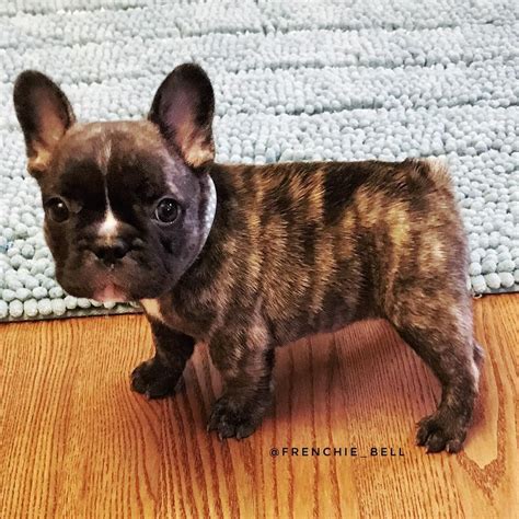 Brindle French Bulldog Chihuahua Mix Pets Lovers