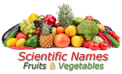 Scientific Names - Common Fruits and Vegetables - AppzOK