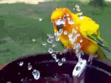 Drinking Bird Gif GIFs | Tenor