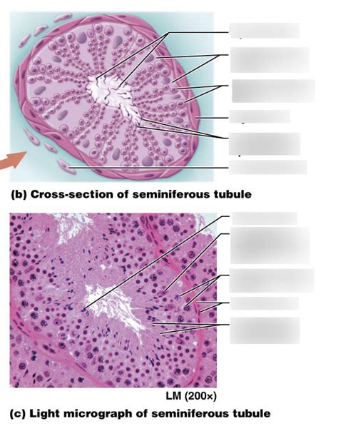 Cross Section Of Seminiferous Tubule Diagram Quizlet