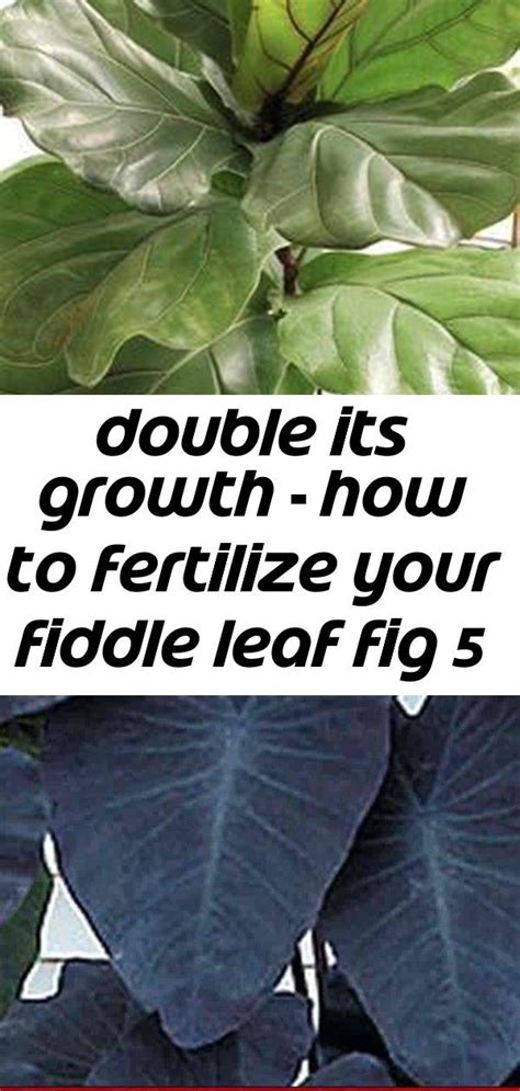 Double Its Growth How To Fertilize Your Fiddle Leaf Fig 5 Fiddle Leaf Fig Elephant Ear