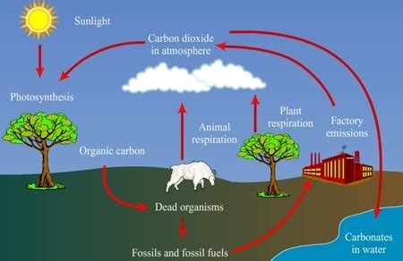 Essential Steps In The Carbon Cycle Are Photosynthesis Food Chains