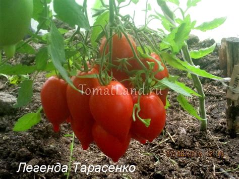 Томат Легенда Тарасенко: описание сорта, отзывы, фото
