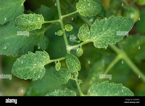 Two-spot spider mite, Tetranychus urticae, grazing damage to leaves of ...