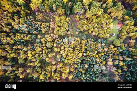 Colorful autumn forest nature background above drone top view Stock ...