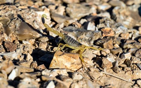 Why Do Scorpions Live in the Desert? - The Spider Blog