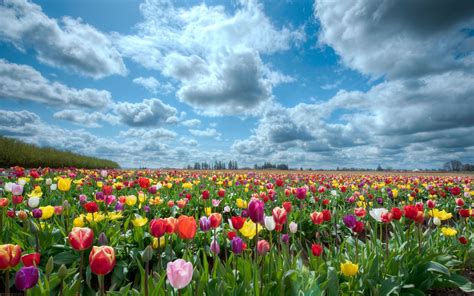 Beauty Flower Nature Spring Flowers Field 1807083 Beautiful Flowers